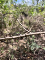 Sandalodes bipenicillatus