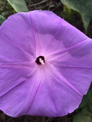 Ipomoea crinicalyx