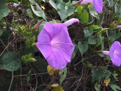 Ipomoea crinicalyx