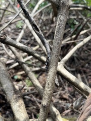 Sandalodes bipenicillatus