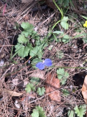 Comesperma