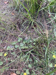 Comesperma