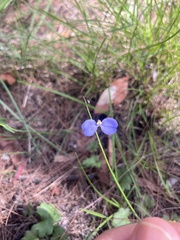 Comesperma