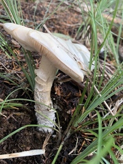 Amanita smithiana