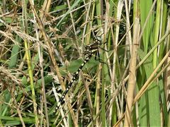 Synthemis eustalacta
