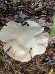 Amanita smithiana