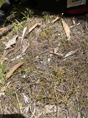 Mitrasacme polymorpha