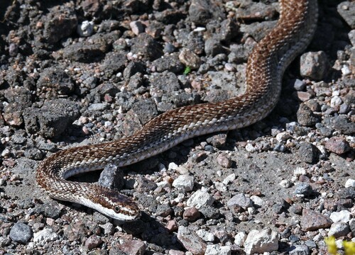 Argentina Mousehole Snake, Philodryas trilineata