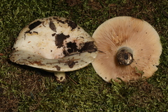Lactarius controversus