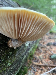Neolentinus