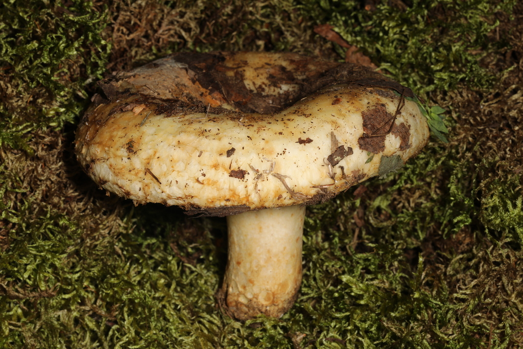 Lactarius pseudodeceptivus