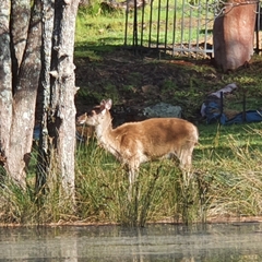 Rusa timorensis