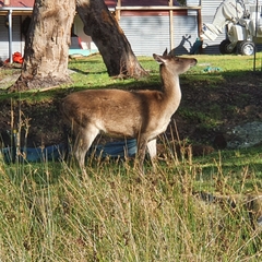 Rusa timorensis