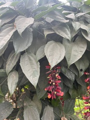 Thunbergia coccinea