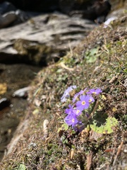 Primula denticulata