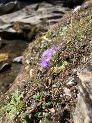 Primula denticulata