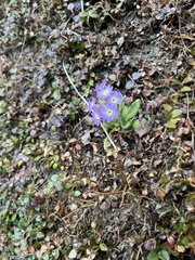 Primula denticulata