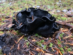 Polyozellus marymargaretae