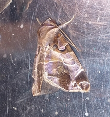 Calyptis semicuprea