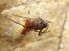 Micrathena triangularis