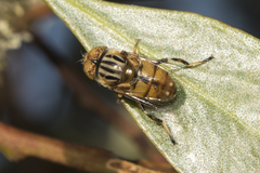 Eristalinus punctulatus