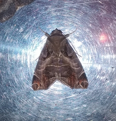 Calyptis semicuprea