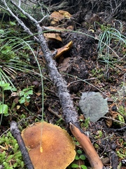 Suillus ampliporus