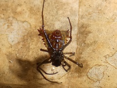 Micrathena triangularis