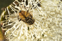 Eristalinus punctulatus