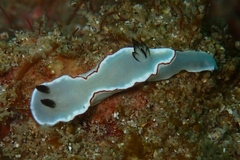 Glossodoris angasi