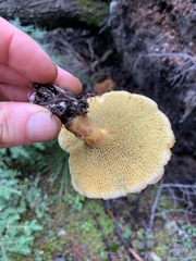 Suillus ampliporus