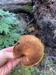 Suillus ampliporus