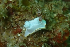Goniodoris