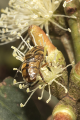 Eristalinus punctulatus