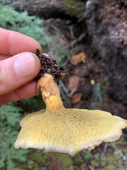 Suillus ampliporus