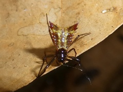 Micrathena triangularis