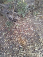 Buddleja sessiliflora