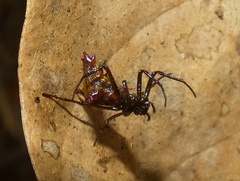 Micrathena triangularis