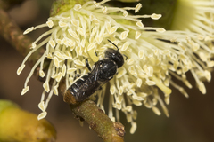 Megachile ferox