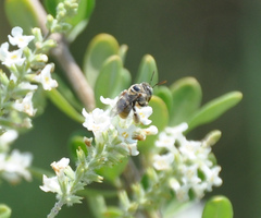 Exomalopsini