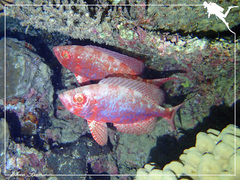 Priacanthus hamrur