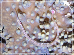 Corythoichthys ocellatus