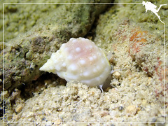 Nassarius granifer