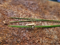Akanthomyces