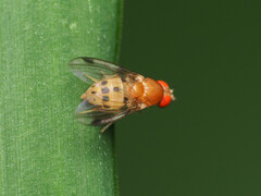 Leucophenga varia