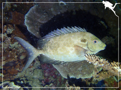 Siganus punctatus