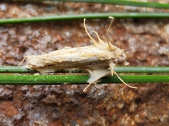 Akanthomyces