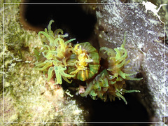 Tubastraea