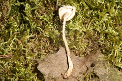 Zhuliangomyces illinitus