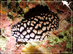Phyllidiella